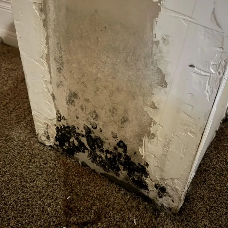 Professional Mold Removal in Frankfort, KY